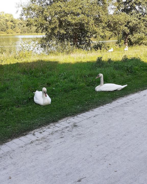 Seekrug Am Obersee